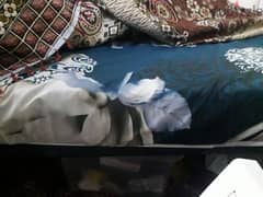 mattress single bed good condition 0