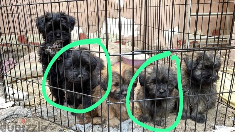 Shitzu puppies for sale 1