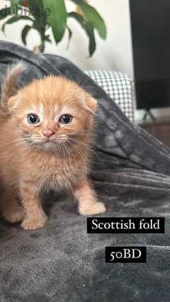 Scottish fold 0
