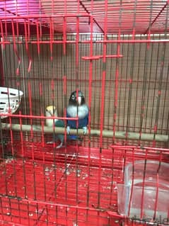 selling birds with bird cage and box