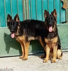male and female German sheprd puppies 6 month 0