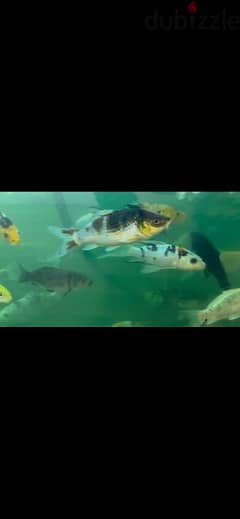 6 to 7 inches koi fish for sale good condition I have 70 koi fish