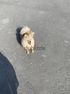 Pomeranian for Sale