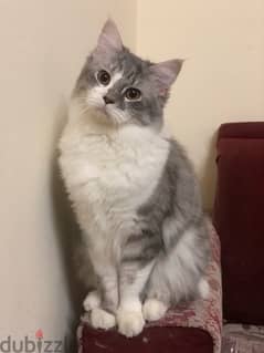 Persian mixed breed male cat 0