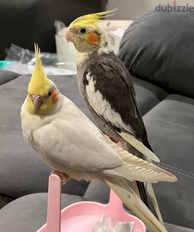 cockatiel