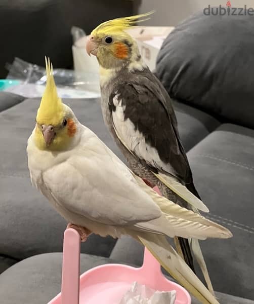 Cockatiel pair best sale