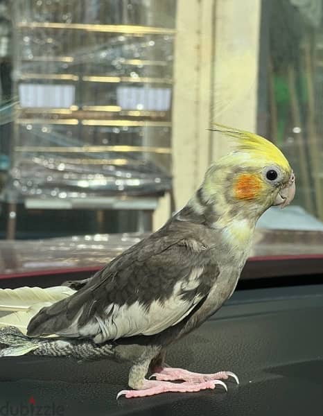 cockatiel pair 1