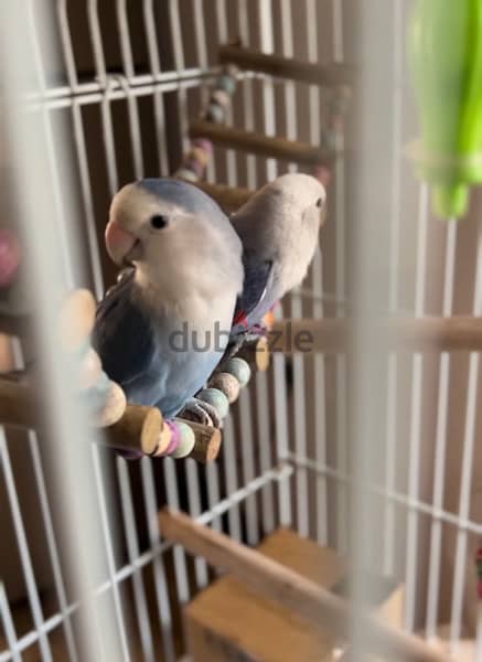 lovebirds pair 0