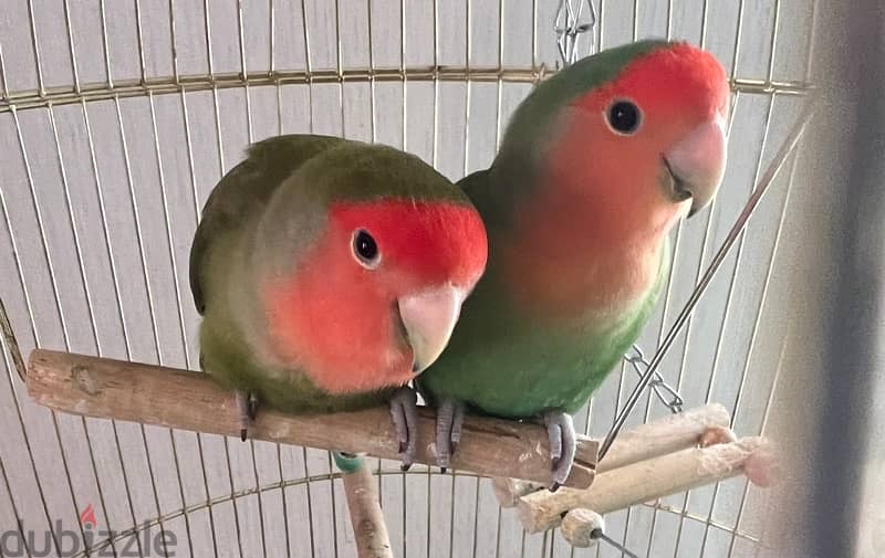 love birds 1