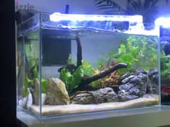 small planted fish tank 37cm long