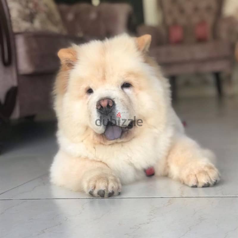 Chow Chow Puppy 1