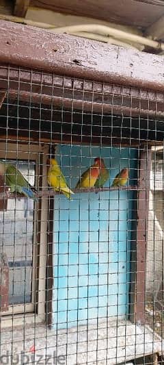 LOVE BIRDS for sale