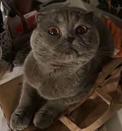 a Scottish fold cat looking for a loving home