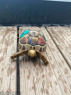 turtle 2 years 0