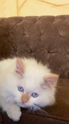 himalayan cat for sale هملايا