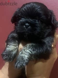 pure shih Tzu puppy for sale