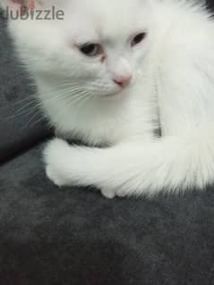 Persian white kitten for urgent adoption 0