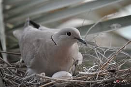 new born baby pigeon