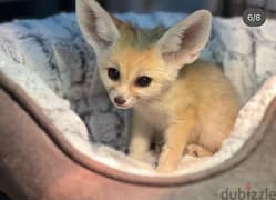 looking for Fennec fox