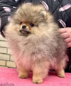 Pomeranian puppy for sale. WHATSAPP :‪ +1 (484),718‑9164‬ ‬