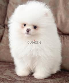 Pomeranian puppy for sale. WHATSAPP :‪ +1 (484),718‑9164‬ ‬
