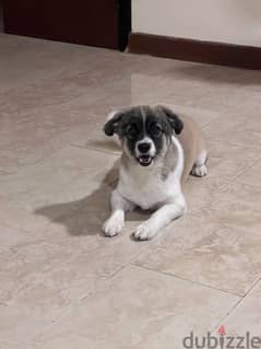 Cute dog Looking for new family 0