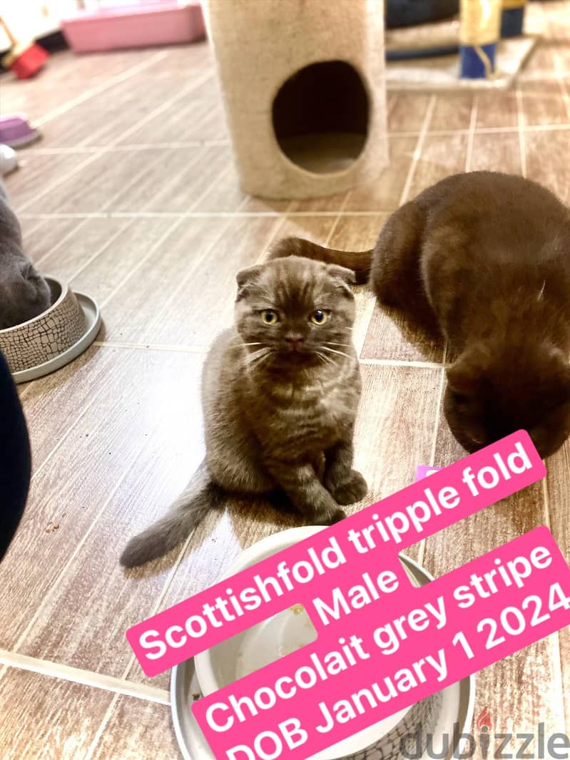 Scottishfold kitten 0