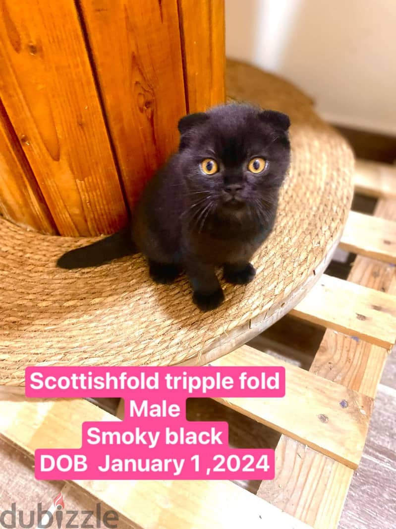 Scottishfold kitten 1
