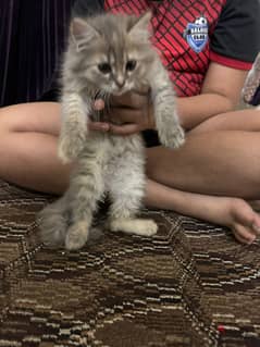 Persian cat free adoption