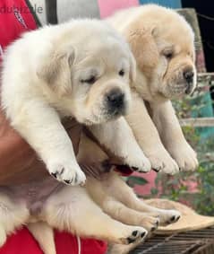 male and female labrador puppies top level 0