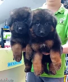 male and female German sheprd puppies long hair top level 0
