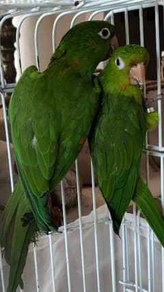 White Eyed Conure couple for sale 0