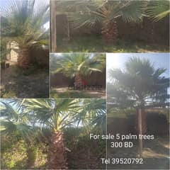 For sale 5 palm trees 0