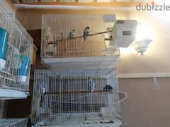 10 love birds with  cage.