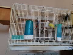 4 Budgies with cage
