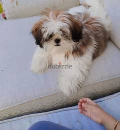 Mini shih tzu puppy