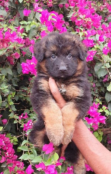 male and female German sheprd puppies long hair top level 1