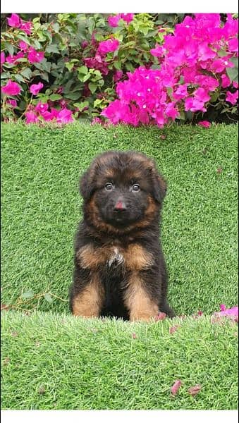 male and female German sheprd puppies long hair top level 4