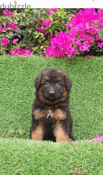 male and female German sheprd puppies long hair top level 5