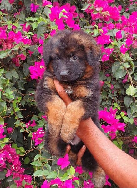 male and female German sheprd puppies long hair top level 6