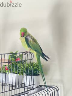 Friendly Indian male green parrot