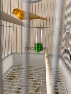 canary For sale