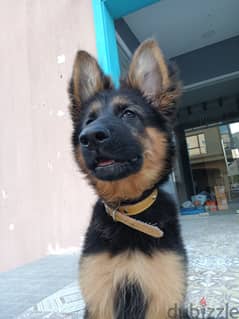 BeautifulGerman Shepherd longhaired purebred puppy 3 months old female 0