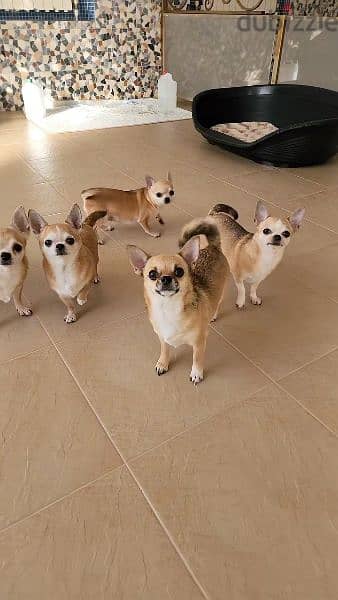 Chihuahua puppies available 0
