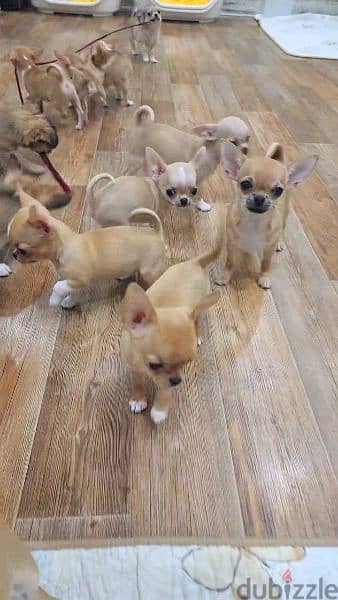 Chihuahua puppies available 1