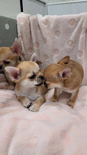 Chihuahua puppies available 2