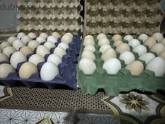 بيض بحريني مزرعه نظيف