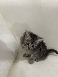 kitten for sale كتن شيرازي