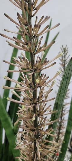 Dracaena angolensis plant 0