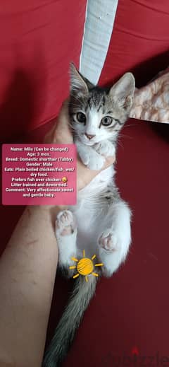 Free Kittens for adoption